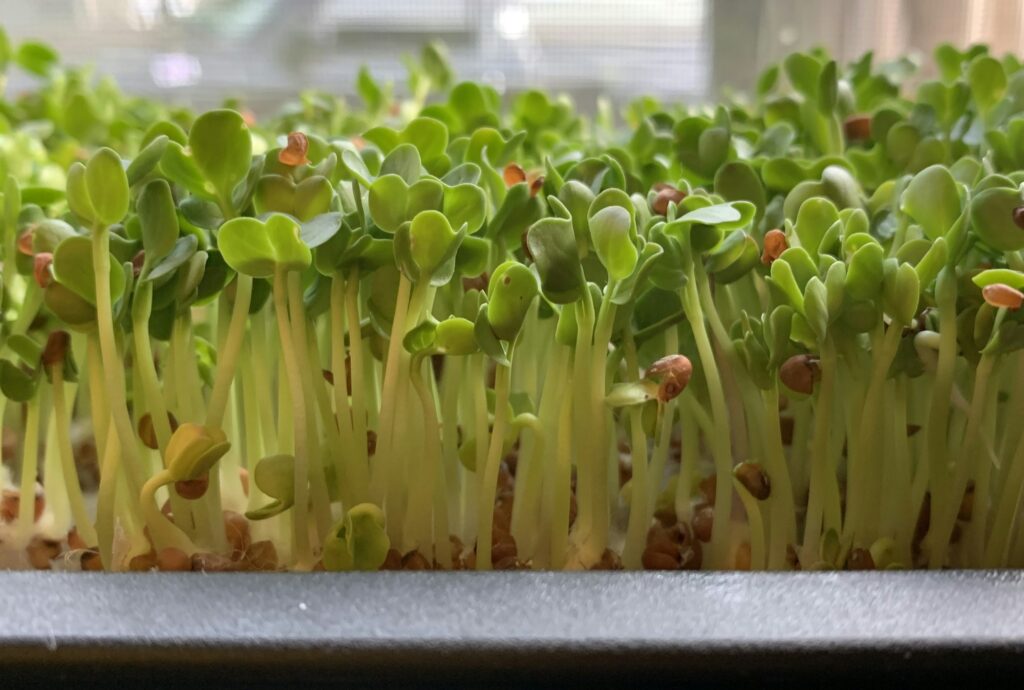 Los Increíbles Beneficios Nutricionales de los Microgreens Potencia